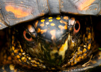 Reptiles & Amphibians