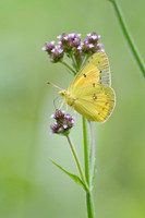 Butterflies and Moths