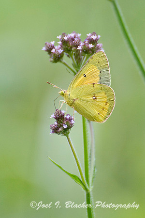 Clouded Sulphur, Cochran Shoals