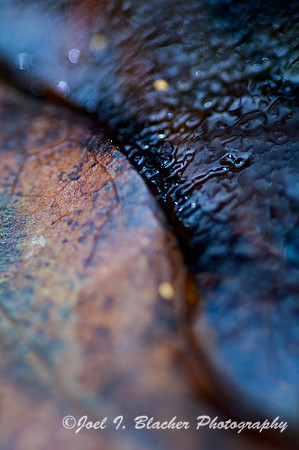 Leaf in Ice Abstract.jpg