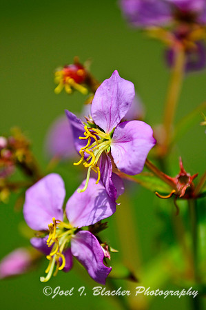 Meadow Beauty.jpg