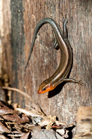 Reptiles & Amphibians
