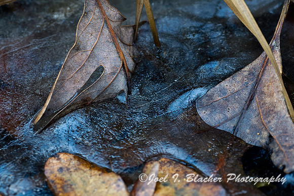 Oak Leaves in Ice.jpg