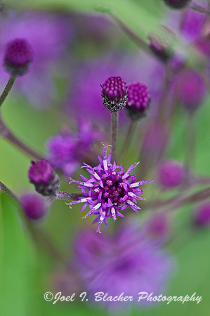 Tall Ironweed 1, Cochran Shoals.jpg