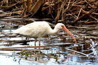 Shorebirds and Waders
