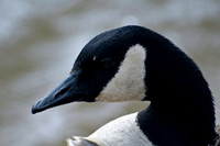 Ducks, Geese, Grebes and related