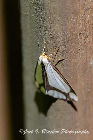 Haploa lecontei