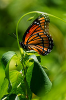 Monarch-Chatt-Obs-Deck