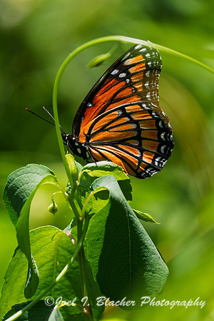 Monarch-Chatt-Obs-Deck