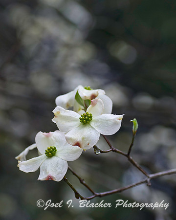 Dogwood Flowers.jpg