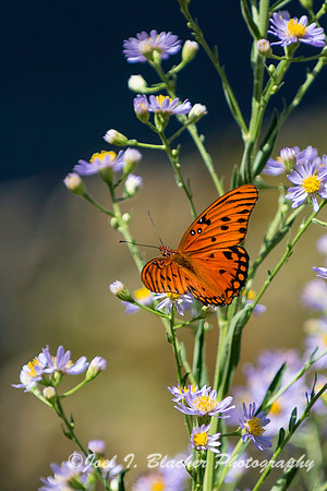 Gulf Frittilary on Asters