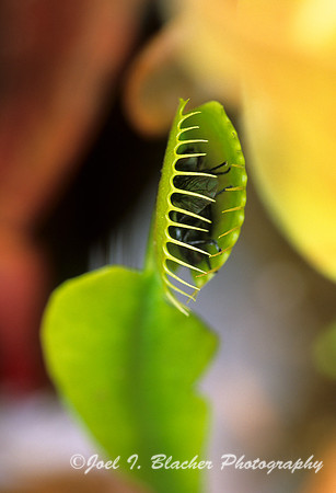 Venus Flytrap.jpg