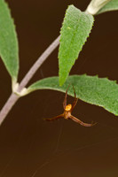 Arachnids, Insects, and Other Inverts