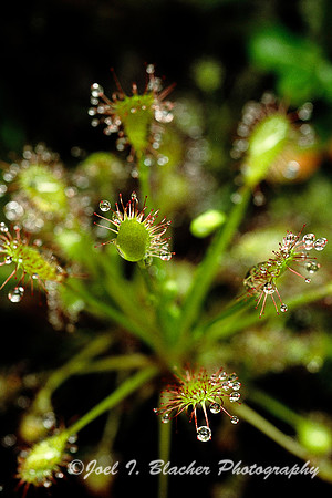 Spoonleaf Sundew 1.jpg