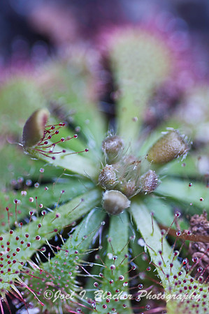 Drosera sp 2
