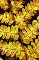 Ferns, Mosses, & Other Woodland Plants