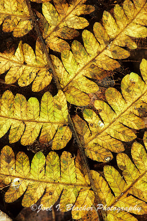 Yellow Fern.jpg