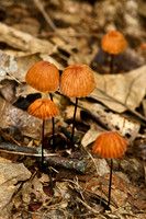 Fungi & Lichen
