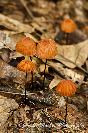 Orange Pinwheel Marasmius, Bear Hair Trail.jpg
