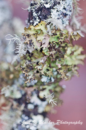 Lichen 1, Mocassin Creek.jpg