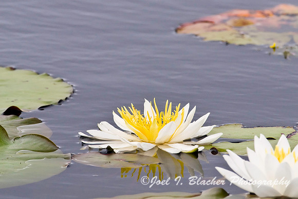 Water Lilly, St Marks NWR