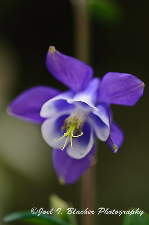 Columbine 1.jpg