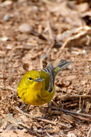 Songbirds