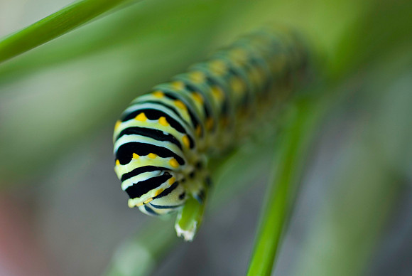 Black Swallowtail Caterpillar