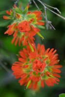 Indian-Paintbrush-E-GNP