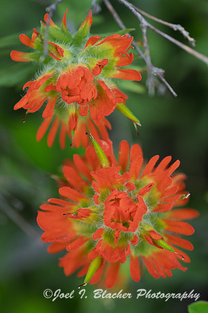 Indian-Paintbrush-E-GNP