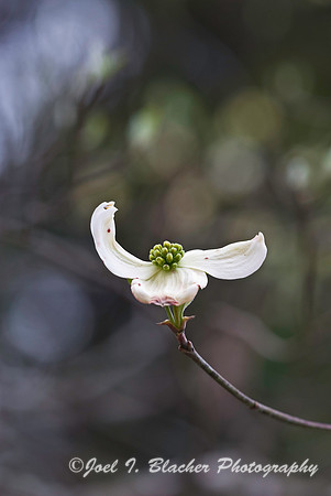 Dogwood Blossom.jpg