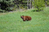 Cinnamon-Black-Bear-Lk-Minnewanka-Rd