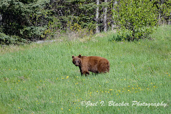 Cinnamon-Black-Bear-Lk-Minnewanka-Rd