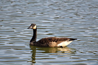 Ducks, Geese, Grebes and related