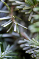 Trees & Shrubs