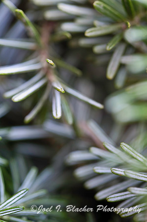 Spruce sp.jpg