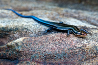 Reptiles & Amphibians