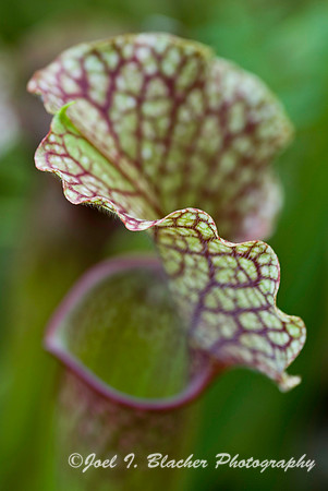 Crimson Pitcherplant.jpg
