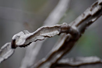 Trees & Shrubs