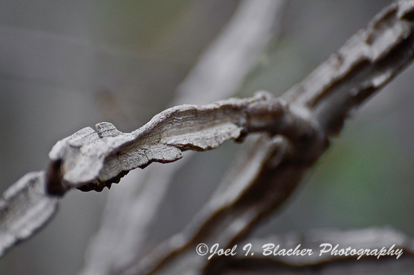 Sweetgum at Chimney Springs.jpg