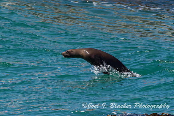 California-Sea-Lion-Monterey-CA