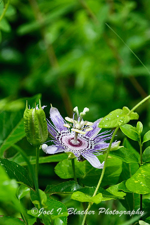 Passionflower.jpg