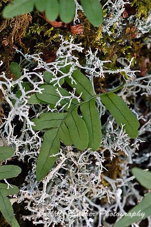 Resurection Fern and Lichen, Fort Mtn.jpg