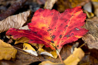 Fall Foliage