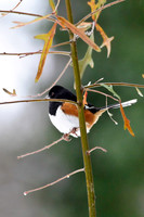 Songbirds