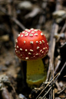 Fungi & Lichen