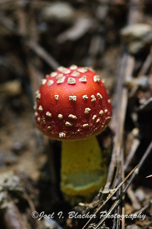Amanita muscaria 1.jpg