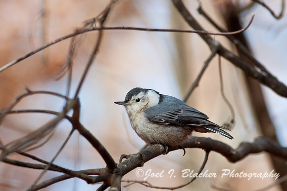 White-Breasted Nuthatch 2, Big Trees FP.jpg