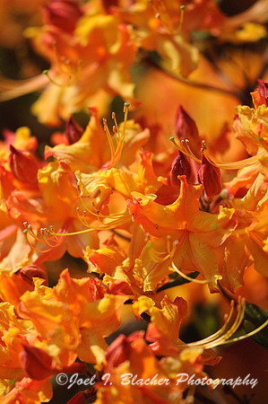 Flame Azalea, CNC 1