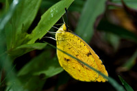 Butterflies and Moths